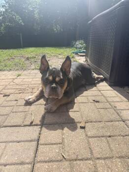 Manolo -  French Bulldog Dog for Adoption in Winter Garden, Florida - Manolo | PetCurious
