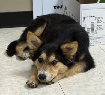 German Shepherd Dog and Mixed Breed Dogs Available for Adoption in Conroe, Texas - DOLLY PAWTON | PetCurious