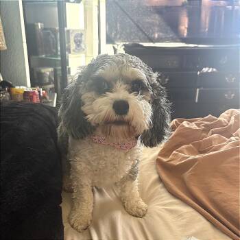 Lola -  Cavalier King Charles Spaniel and Miniature Poodle Dog for Adoption in Austin, Texas - Lola | PetCurious