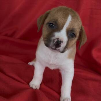 Strawberry -  Jack Russell Terrier and Mixed Breed Dog for Adoption in Partlow, Virginia - Strawberry | PetCurious