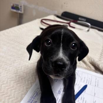 Boonana -  Pit Bull Terrier and Mixed Breed Dog for Adoption in Riverside, California - Boonana | PetCurious