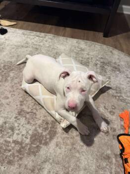 Rescue Pit Bull Terrier Dogs for Adoption in Hilton, New York - Casper | PetCurious