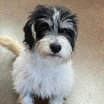 Terrier Dogs Available for Adoption in New York, New York - Lexi | PetCurious