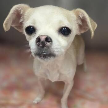 Bayonetta -  Mixed Breed Dog for Adoption in Philadelphia, Pennsylvania - Bayonetta | PetCurious