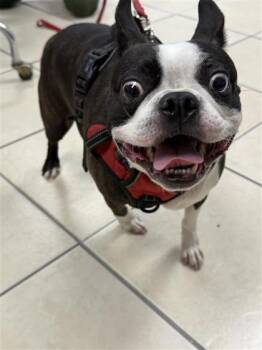 Bob -  Boston Terrier and Mixed Breed Dog for Adoption in Largo, Florida - Bob | PetCurious