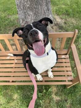 JANIE -  Pit Bull Terrier and Mixed Breed Dog for Adoption in Aliquippa, Pennsylvania - JANIE | PetCurious