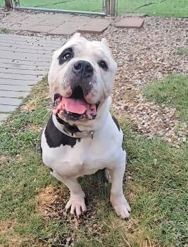 Rescue American Bulldog Dogs for Adoption in Houston, Texas - Porkchop | PetCurious
