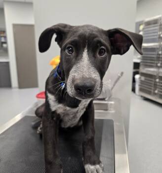 Rescue Australian Cattle Dog Blue Heeler Dogs for Adoption in Wellington, Kansas - Security | PetCurious