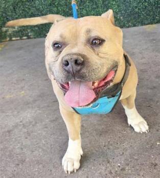 Pit Bull Terrier and Mixed Breed Dogs Available for Adoption - 60668935 | PetCurious