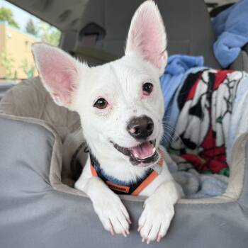 Zeke -  Chihuahua and Dachshund Dog for Adoption in Langley Township, British Columbia - Zeke | PetCurious