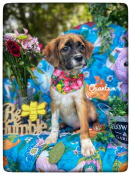 Quantum -  Beagle and Hound Dog for Adoption in Sebring, Florida - Quantum | PetCurious
