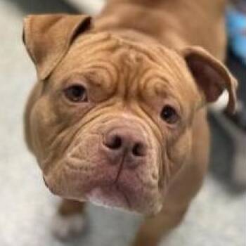 American Bully Dogs Available for Adoption - Hooch | PetCurious