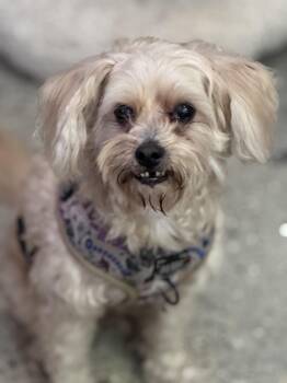 Maltese Dogs Available for Adoption - Teddy Thomas | PetCurious