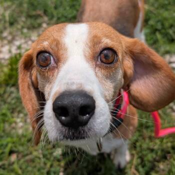 Meri -  Beagle Dog Available for Adoption in Nowata, Oklahoma - Meri | PetCurious