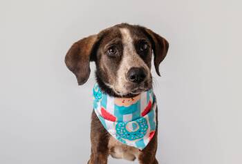 Maren -  Hound Dog for Adoption in Plaquemine, Louisiana - Maren | PetCurious