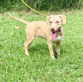 Lucy -  Mixed Breed Dog for Adoption in Petersburg, Virginia - Lucy | PetCurious