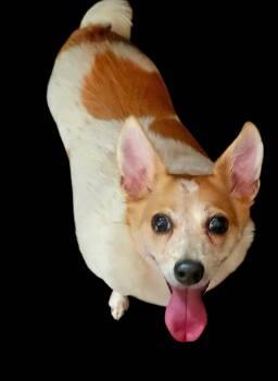 Rhonda -  Chihuahua Dog for Adoption in Blaine, Minnesota - Rhonda | PetCurious