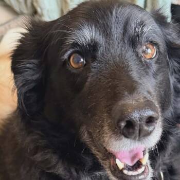 SADIE -  Australian Shepherd and Labrador Retriever Dog for Adoption in Largo, Florida - SADIE | PetCurious