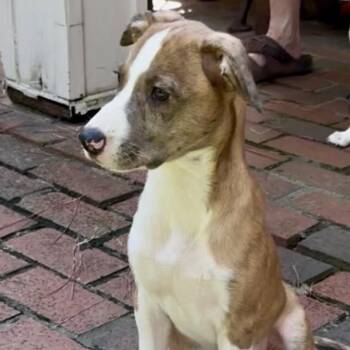 Nicole -  Beagle and Jack Russell Terrier Dog for Adoption - Nicole | PetCurious
