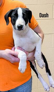Dash -  Labrador Retriever and Bull Terrier Dog for Adoption in Clearfield, Kentucky - Dash | PetCurious