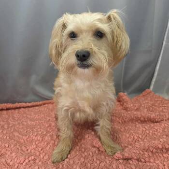 Yorkshire Terrier Dogs Available for Adoption in Foley, Alabama - Poncho | PetCurious