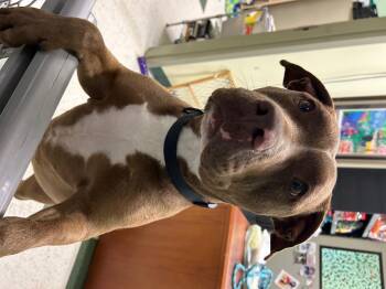 Mixed Breed Dogs Available for Adoption in St. Joseph, Michigan - Luke | PetCurious