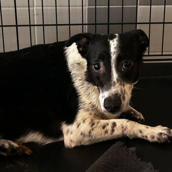 Maze -  Terrier Dog for Adoption in Chico, California - Maze | PetCurious