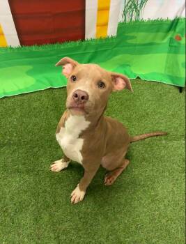 Amber -  Pit Bull Terrier Dog for Adoption in Woodbine, Georgia - Amber | PetCurious