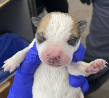 Mixed Breed Dogs Available for Adoption in Dallas, Texas - ZITI | PetCurious