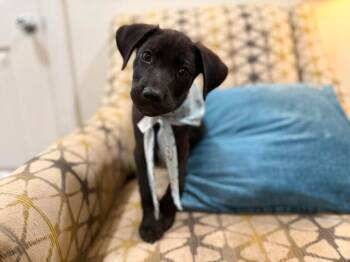 Jett Cuddle Baby -  Black Labrador Retriever and German Shepherd Dog Dog for Adoption in Friendswood, Texas - Jett Cuddle Baby | PetCurious
