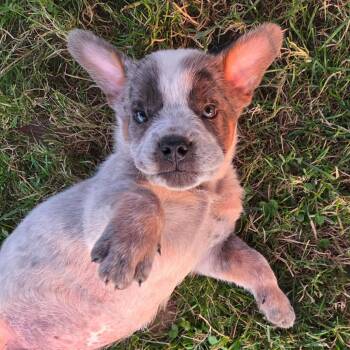 Rookie -  Cattle Dog and Mixed Breed Dog for Adoption in Avon, Ohio - Rookie | PetCurious