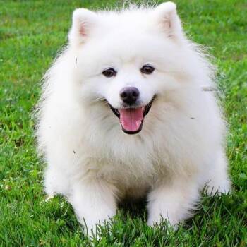 Nick -  American Eskimo Dog Dog for Adoption in Northbrook, Illinois - Nick | PetCurious