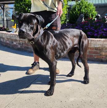 Great Dane Dogs Available for Adoption - CJ | PetCurious