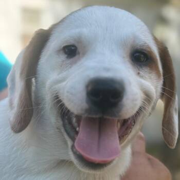 Mixed Breed Dogs Available for Adoption in Quincy, Florida - KALEB | PetCurious