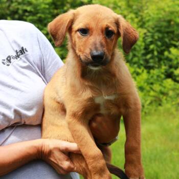 CT Gucci -  Labrador Retriever and Mixed Breed Dog for Adoption in Stormville, New York - CT Gucci | PetCurious