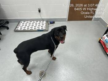 A389021 -  Rottweiler Dog for Adoption in Ocala, Florida - A389021 | PetCurious