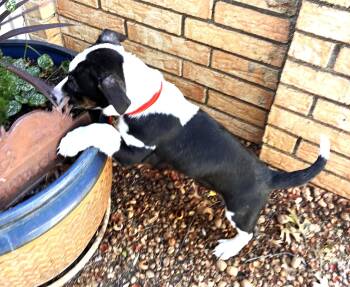 DRAKE -  Pembroke Welsh Corgi and Australian Cattle Dog Blue Heeler Dog for Adoption in Edgecliff Village, Texas - DRAKE | PetCurious