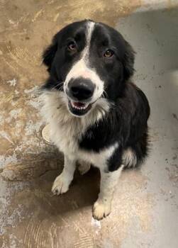 Rescue Border Collie Dogs for Adoption in Red Bluff, California - Mark | PetCurious