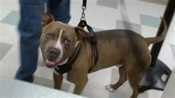 A475670 -  Pit Bull Terrier Dog for Adoption in Oklahoma City, Oklahoma - A475670 | PetCurious