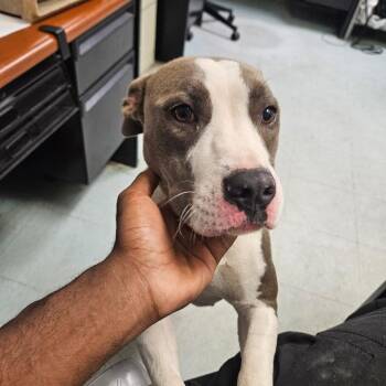 Tianna -  Mixed Breed Dog for Adoption in Philadelphia, Pennsylvania - Tianna | PetCurious