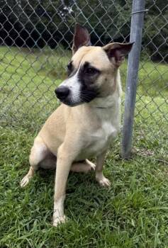 Mya -  Siberian Husky and Mixed Breed Dog for Adoption in Conway, South Carolina - Mya | PetCurious