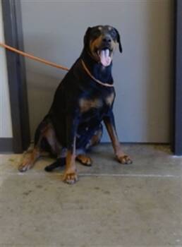 Rescue Doberman Pinscher Dogs for Adoption in Ontario, California - ODESSA | PetCurious