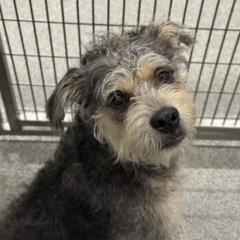 Banner -  Mixed Breed Dog for Adoption in Oak Brook, Illinois - Banner | PetCurious