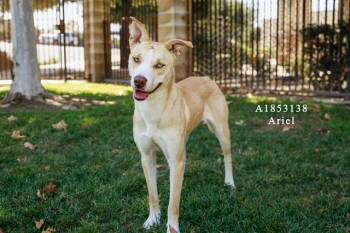 Rescue Pit Bull Terrier and Mixed Breed Dogs for Adoption in Riverside, California - ARIEL | PetCurious