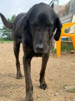 Clyde -  Plott Hound Dog for Adoption in Augusta, West Virginia - Clyde | PetCurious