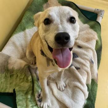 Odie* -  Pit Bull Terrier and Husky Dog for Adoption in San Gabriel, California - Odie* | PetCurious