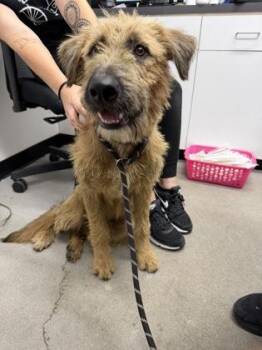 Leo -  Mixed Breed Dog for Adoption in West Chester, Pennsylvania - Leo | PetCurious