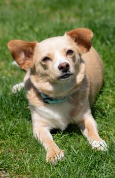 Chihuahua and Dachshund Dogs Available for Adoption in Hopkinton, Massachusetts - Peaches | PetCurious