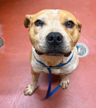 Bella -  Mixed Breed Dog Available for Adoption in Douglasville, Georgia - Bella | PetCurious