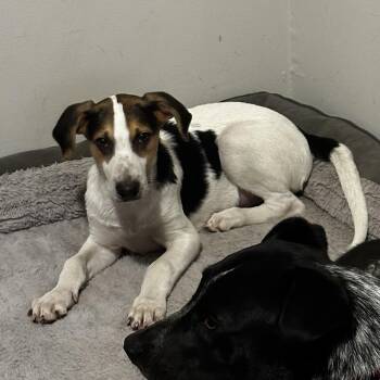 Mixed Breed Dogs Available for Adoption in Richmond, Virginia - Fred | PetCurious